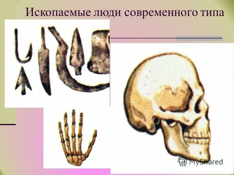 Пекинский синантроп. Древний человек австралопитек. Человек современного типа. Эволюция человека ископаемые. Основные этапы эволюции человека дриопитек.