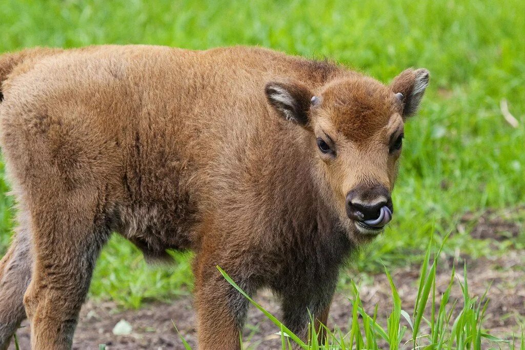Зубр и зубренок. Буйвол буффало детеныши. Зубренок детеныш. Заповедник брянский лес зубры. Зубренок детеныш зубра.