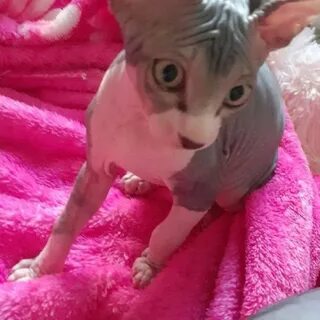 Котенок мальчик сфинкса