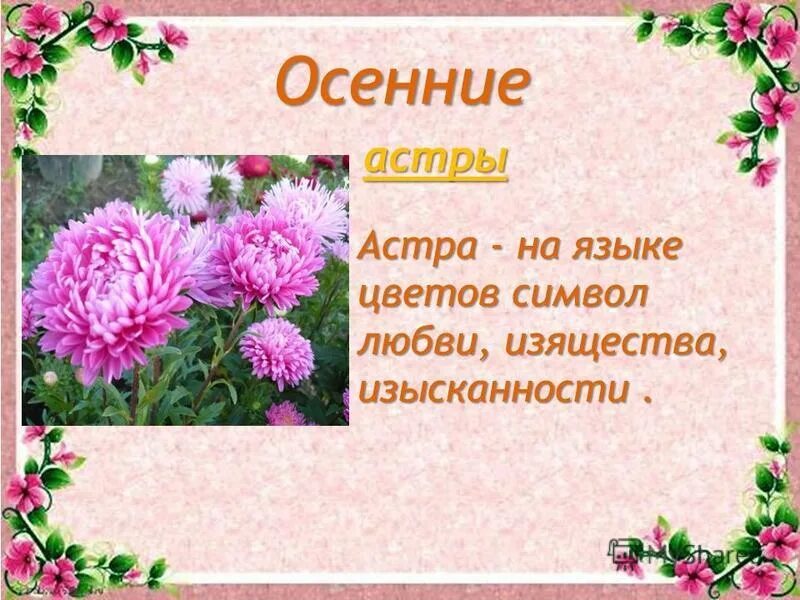 Б класс цветы. Б класс цветы