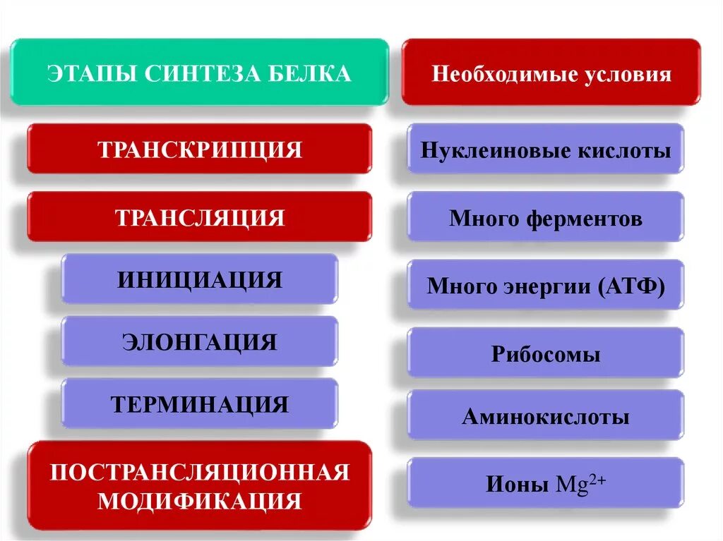 Характеристика этапов синтеза. Основные этапы синтеза белка. Теории лидерства. Биосинтез белка этапы биосинтеза. Биосинтез белка в клетке 10 класс.
