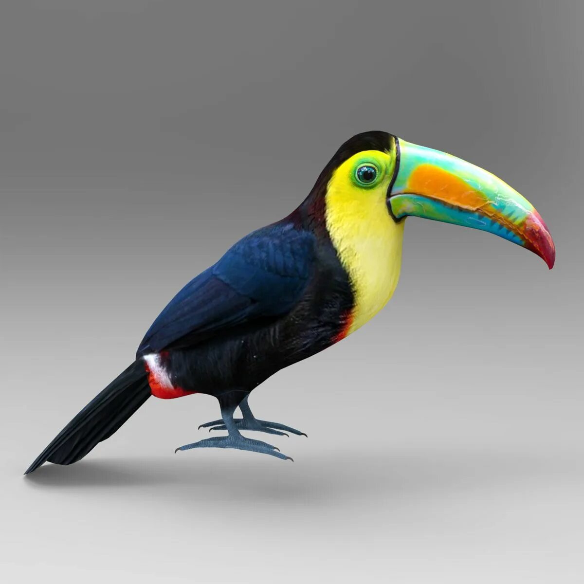 Тукан 3. Тукан 3д. toucan 3d model. тукан скульптура. тукан игрушка.