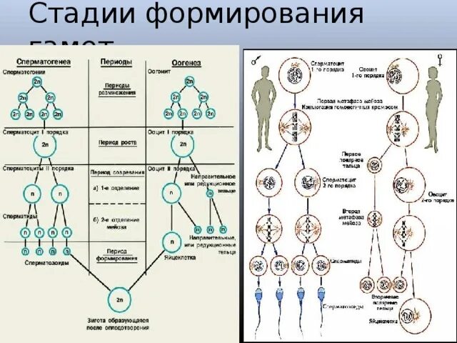 Женские половые клетки образуются в процессе. Сперматогенез и овогенез стадии развития. Таблица процесс образования половых клеток. Фазы развития гамет. Таблица стадии гаметогенеза овогенез.