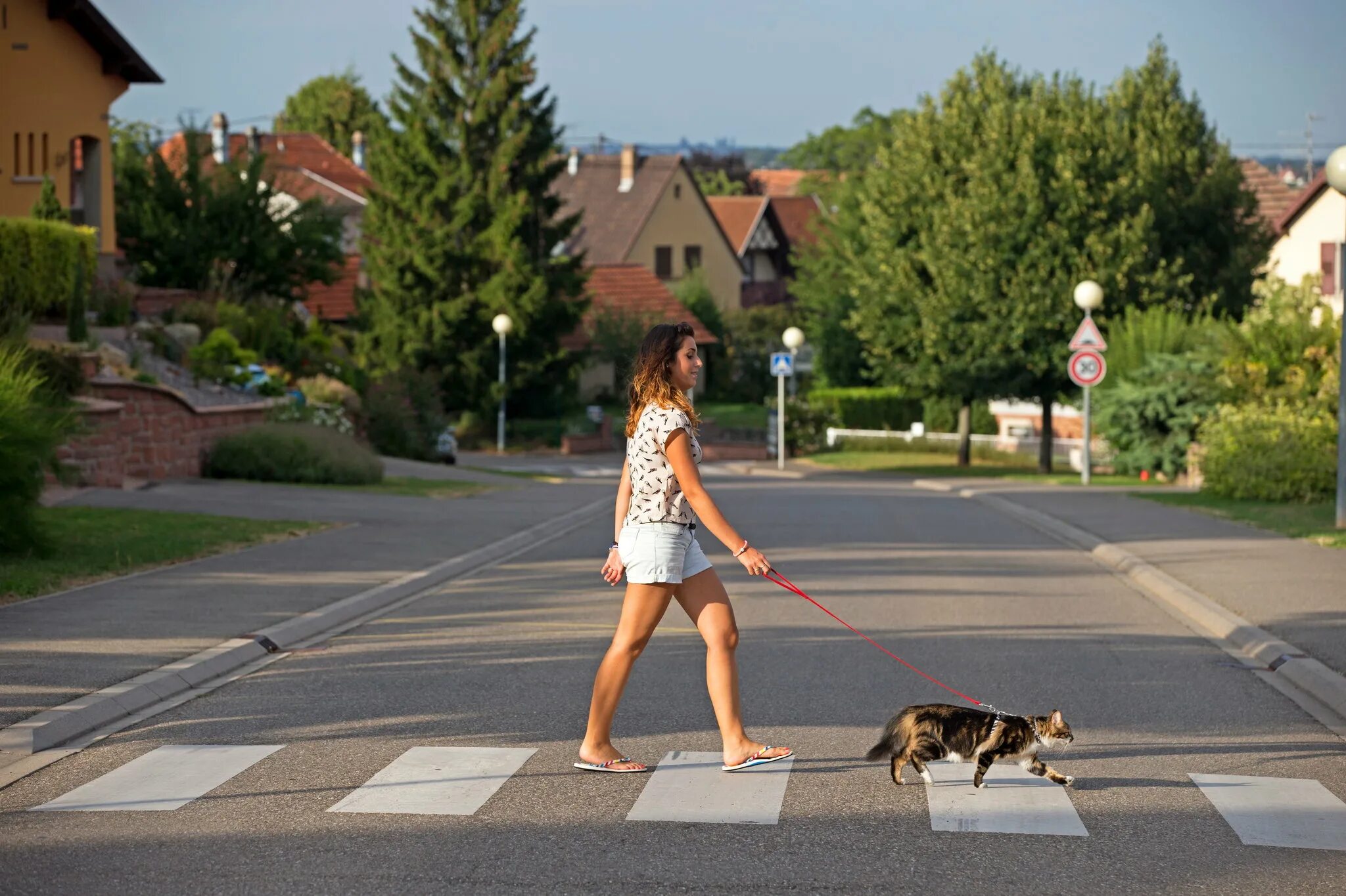 Можно ди гулять. Кошка на прогулке. Девочка гуляет на улице. Кот на прогулке на поводке. Поводок для кошек для прогулки.