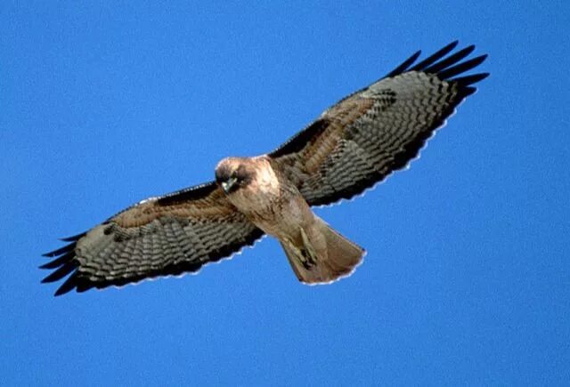 Ястреб-тетеревятник. Отрава для ястреба тетеревятника. Ястреб работа. Ястреб крючконос. Переноска для ястреба.