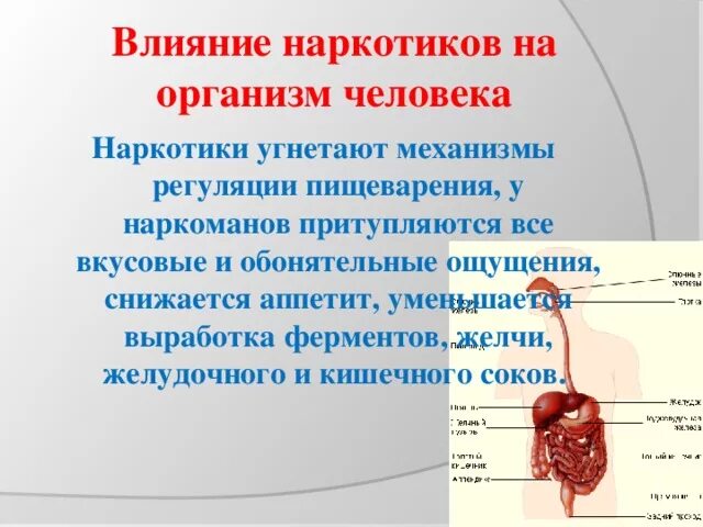 Влияние гормонов на рост. Соматотропин гормон роста. Организме влияет на выработку. Влияние наркотиков на организм. Организме влияет на выработку.