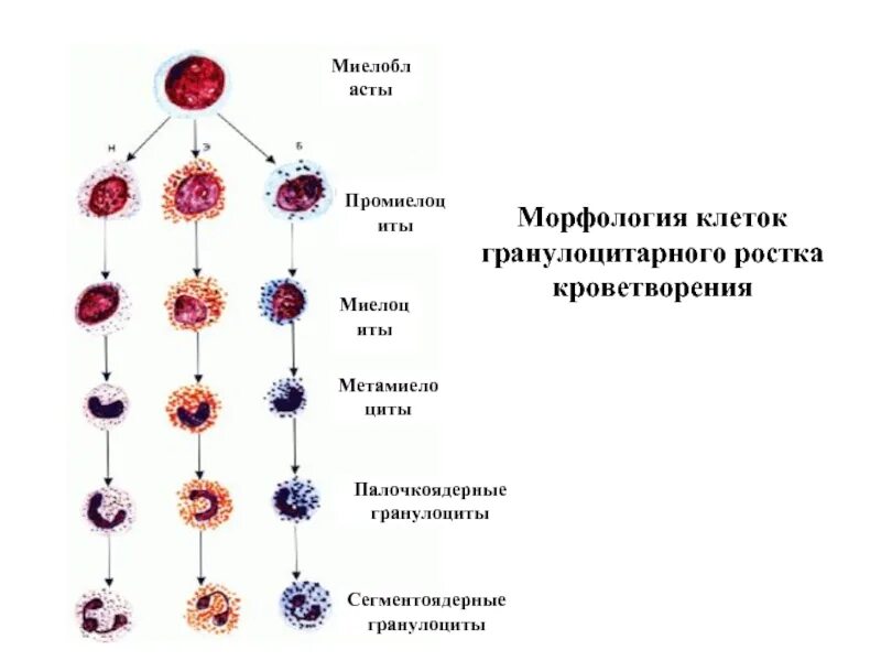 Метамиелоцитам присущи все свойства кроме