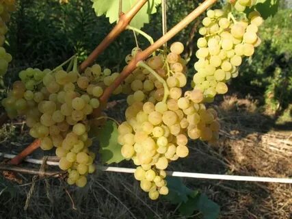 Виноград сорт 342