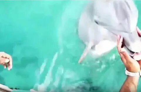 Женщина дельфин видео