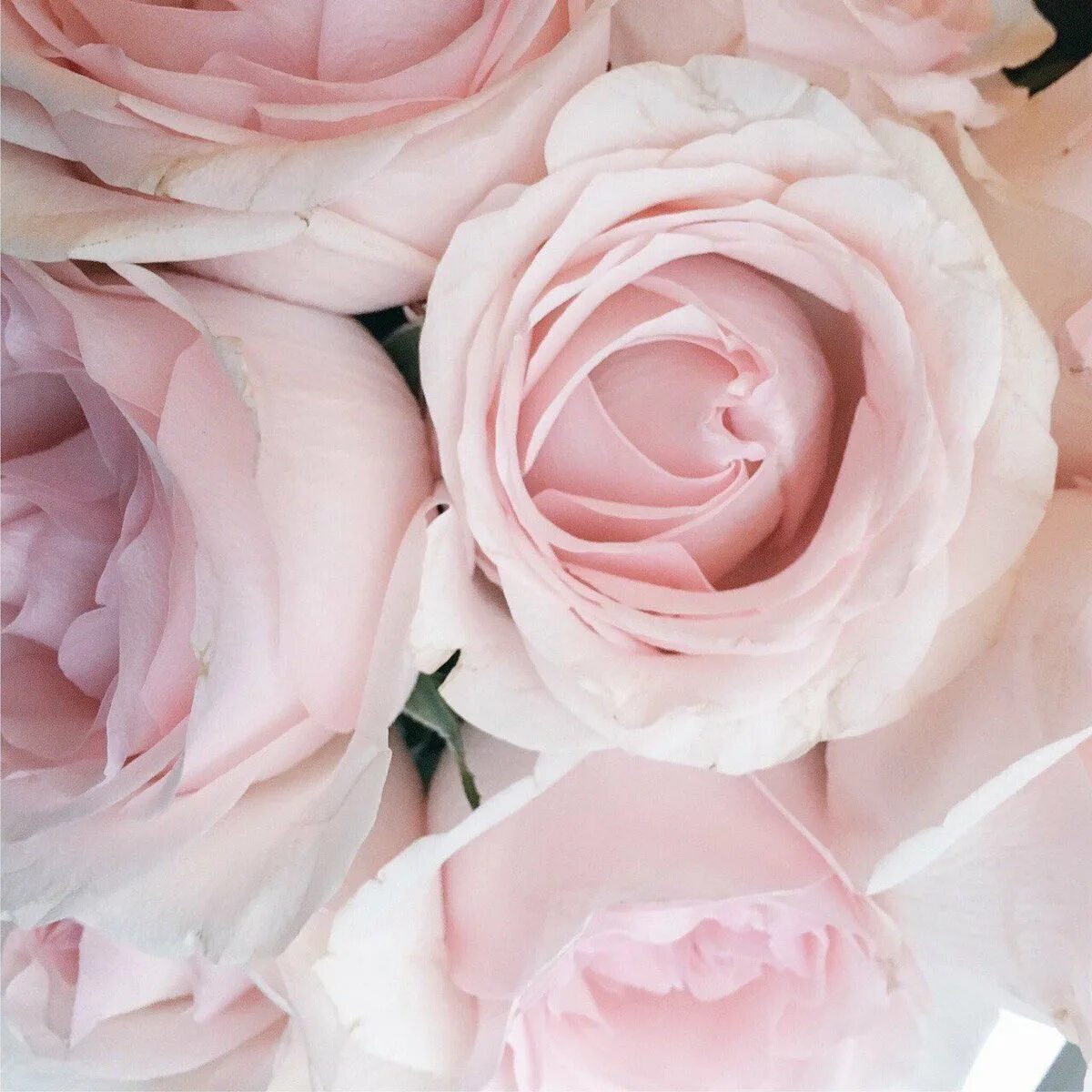Бело розовые тона. Нюдовые розы.