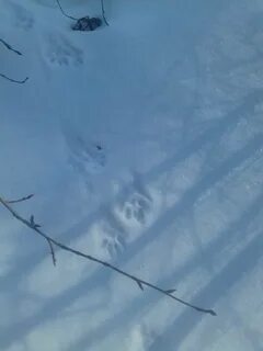 След росомахи