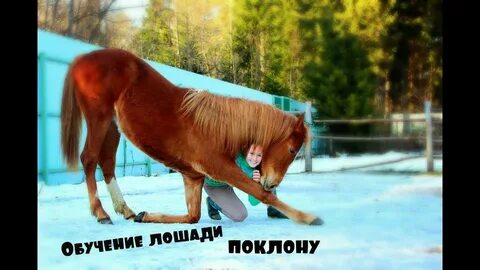 Чему учит лошадь