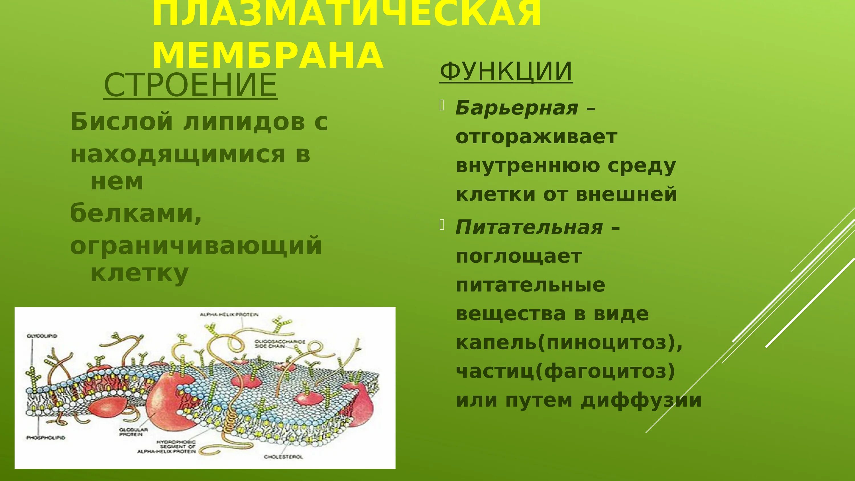 Строение и функции плазматических клеток. Функция барьерная отгораживает внутреннюю среду клетки. плазматическая сеть функции. связи в липидном бислое.