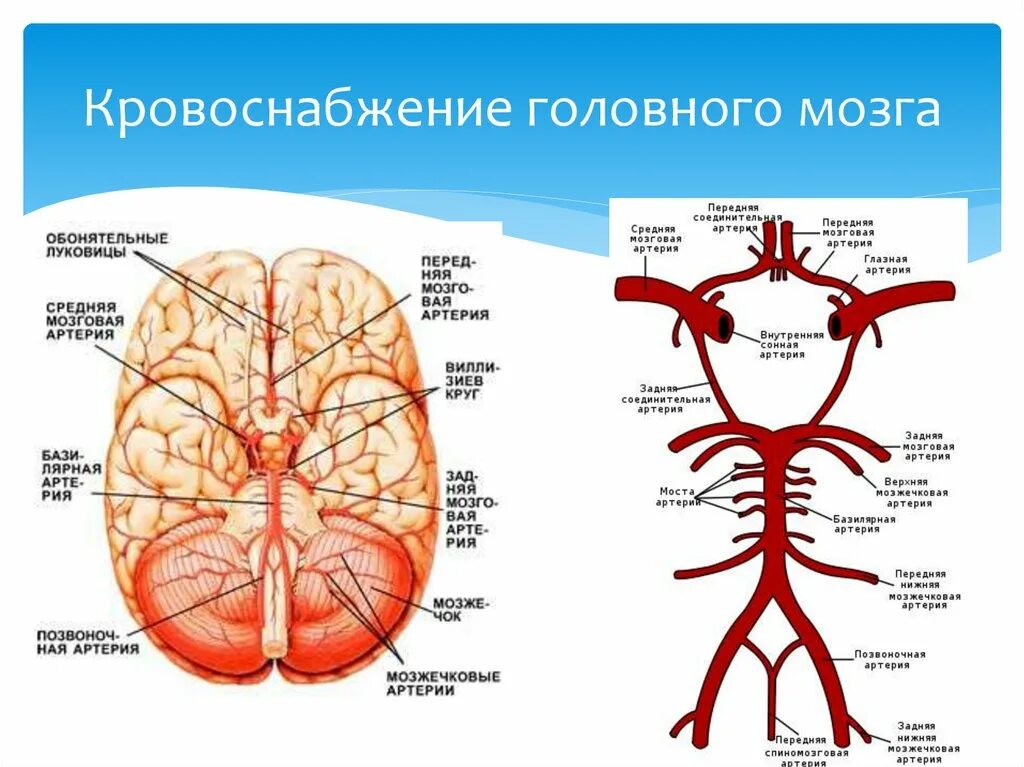 Круг кровообращения головы. Кровоснабжение головного мозга. Гикровоснабжение гололвного м. Кровоснабжение ноловногомозга. Кровоснабжение головного мозга ы.