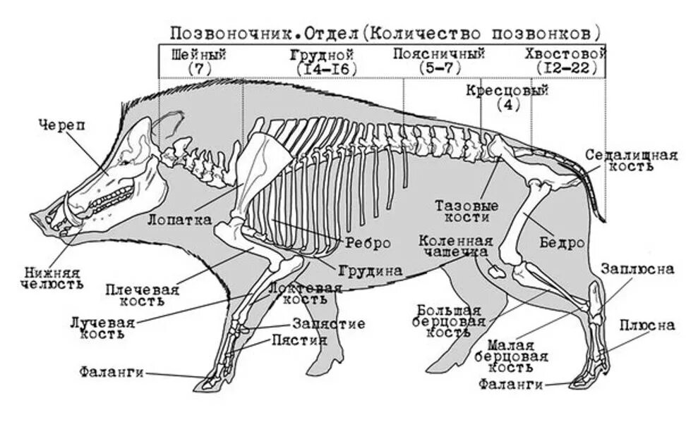 Внешнее строение кабана