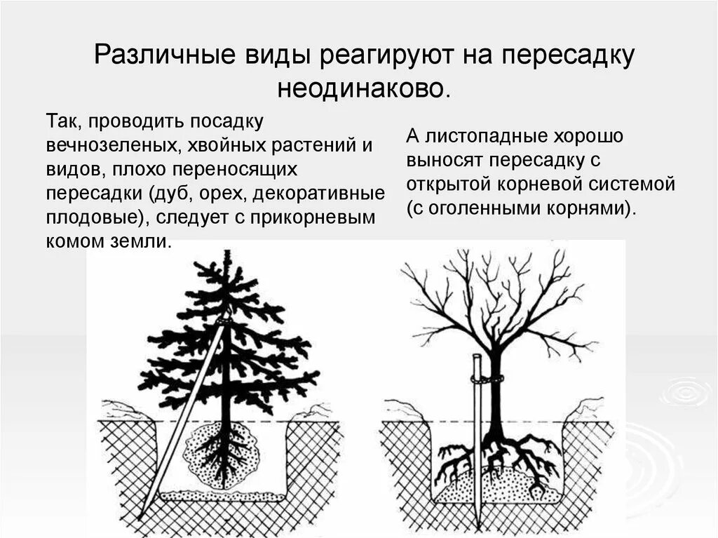 Хвойные растения корневая система