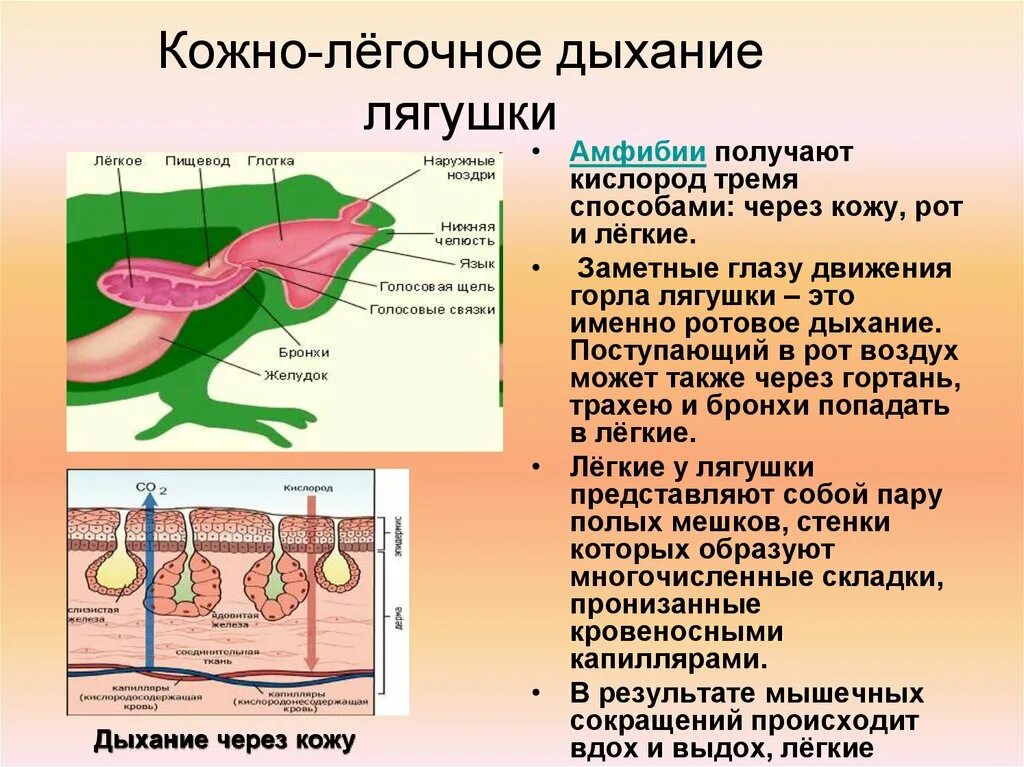 Дыхание кожными покровами. Кожное дыхание у животных. Животные с кожным дыханием. Лёгочное дыхание характерно для. Кожное дыхание у человека.