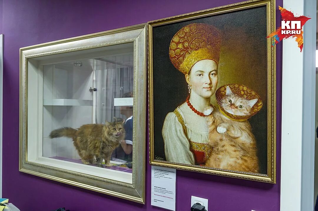 Как кот может стать эрмитажным. Эрмитажные коты музея. коты эрмитажа. кот сигизмунд эрмитаж. кошки из эрмитажа.