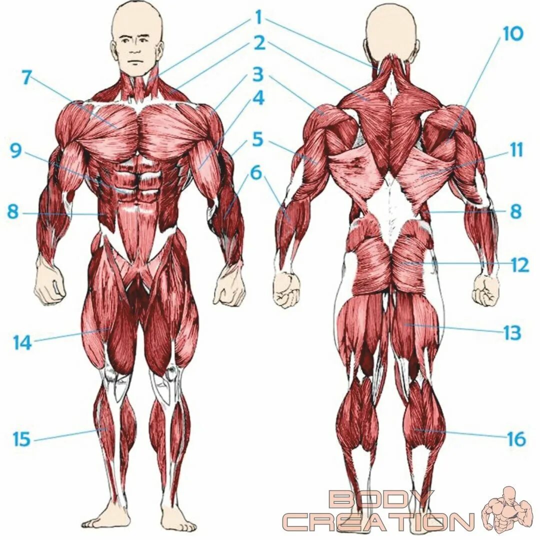 Передняя часть человека. Мышцы человека. Анатомия мышц. Мышцы схема. Анатомия человека мишц.