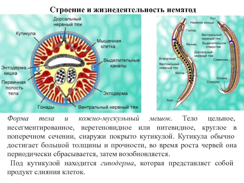 Что такое тяж