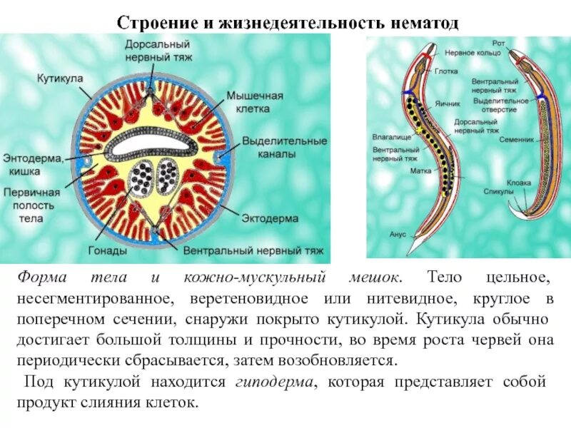 Кутикула круглых червей строение. Тип круглые черви строение тела. Строение кутикулы аскариды. Выделительная система круглых червей.