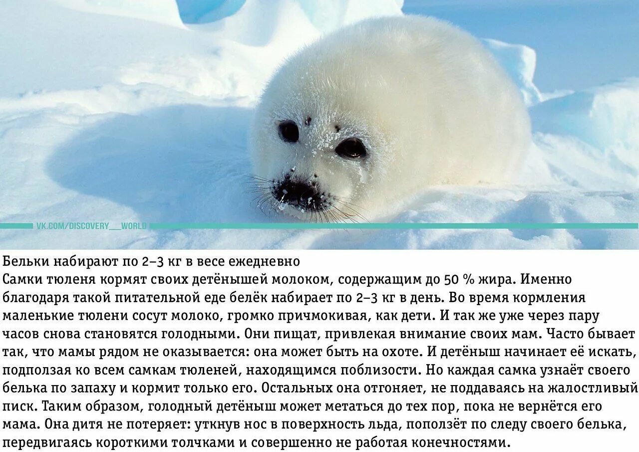 Международный день защиты бельков. Белек гренландского тюленя. Интересные факты о тюленях. Рассказ о тюлене.