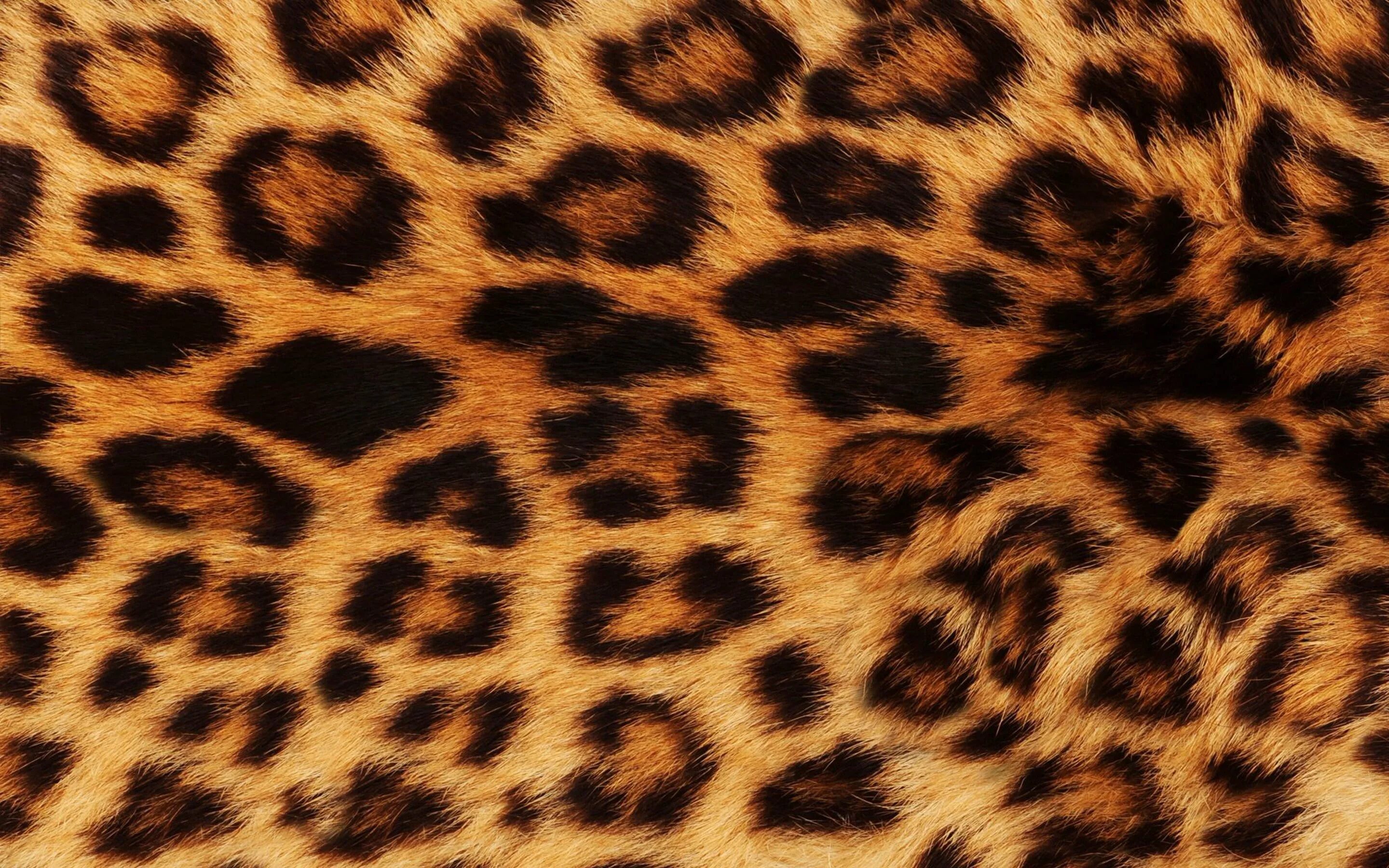 Леопард паттерн. Принт леопард. Леопардовая шкура. Леопардовый фон. Пестрая шкура