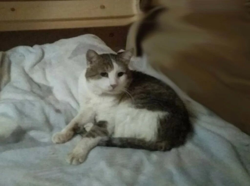 А сердце чистейшей породы. Зоодвижение сердце чистейшей. Ведь может быть тело дворняги а сердце чистейшей породы. Зоодвижение. Зоодвижение сердце чистейшей породы пенза.