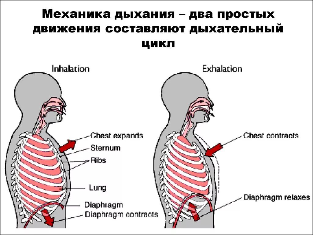 Дыхание движение. Фазы дыхательного цикла (вдох). Фазы дыхательного цикла физиология. Физиология вдоха. Механика дыхания.