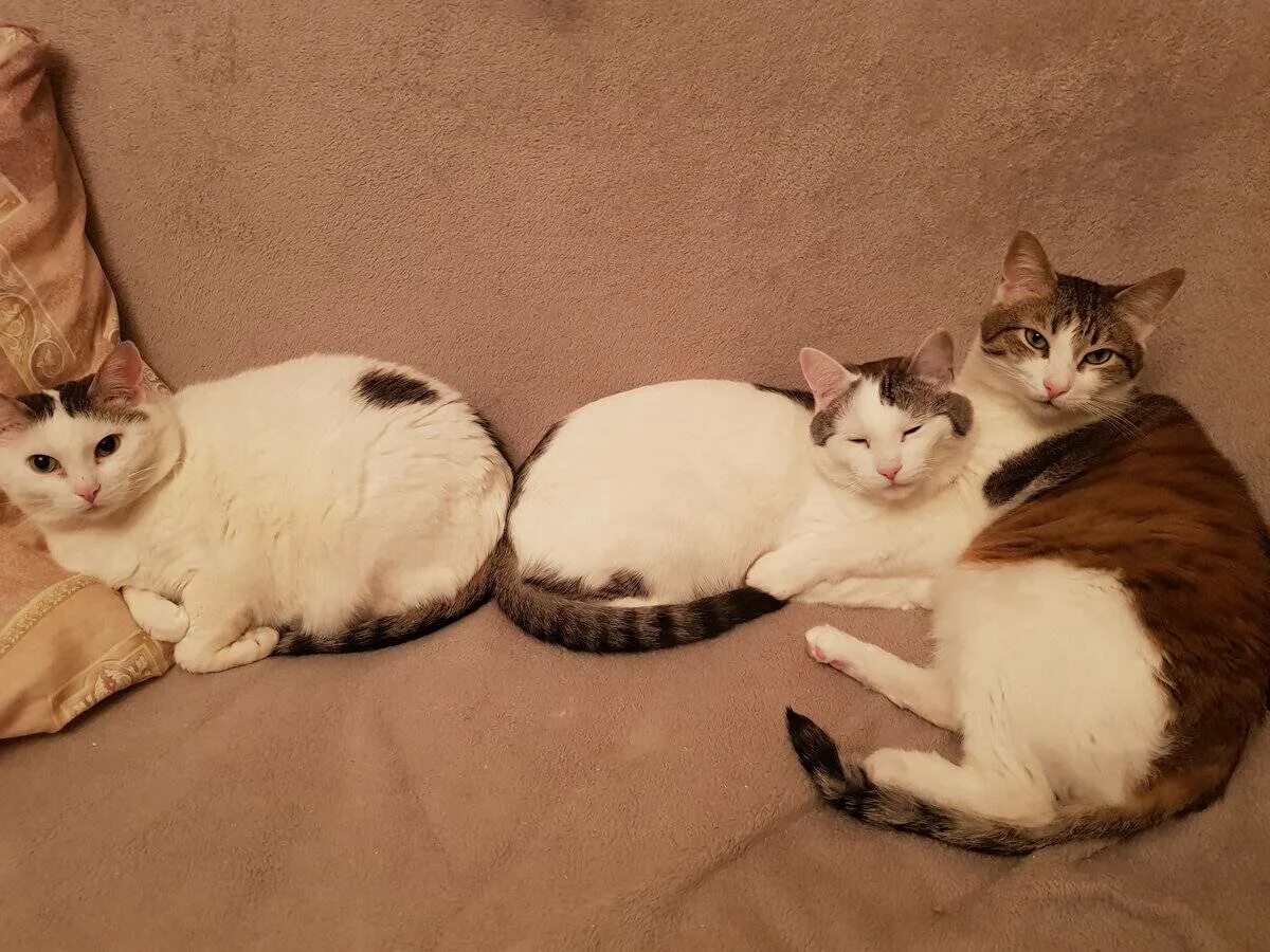 Сколько кошка вынашивает котят месяцев обычная. Кошки вынашивают котят. сколько кошка вынашивает котят.