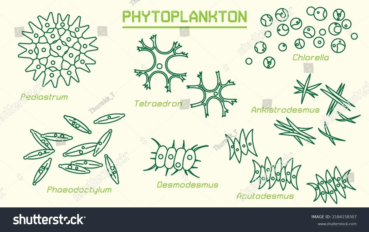 Педиаструм водоросль. Фитопланктон. Векторные рисунки фитопланктона. Фитопланктон водоросли.