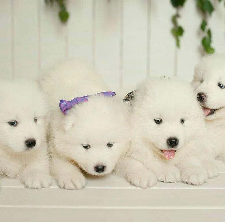 самоед собака цена. самоед щенок. самоед собака. самоедская собака. самоедская лайка щенки.