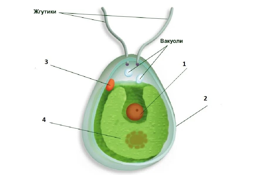 Рисунок клетки водорослей