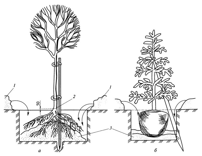 Закрытая корневая система посадка. Корневая шейка у хвойников. Схема посадки сеянцев сосны. Корневая шейка у туи. Схема посадки древесного саженца.