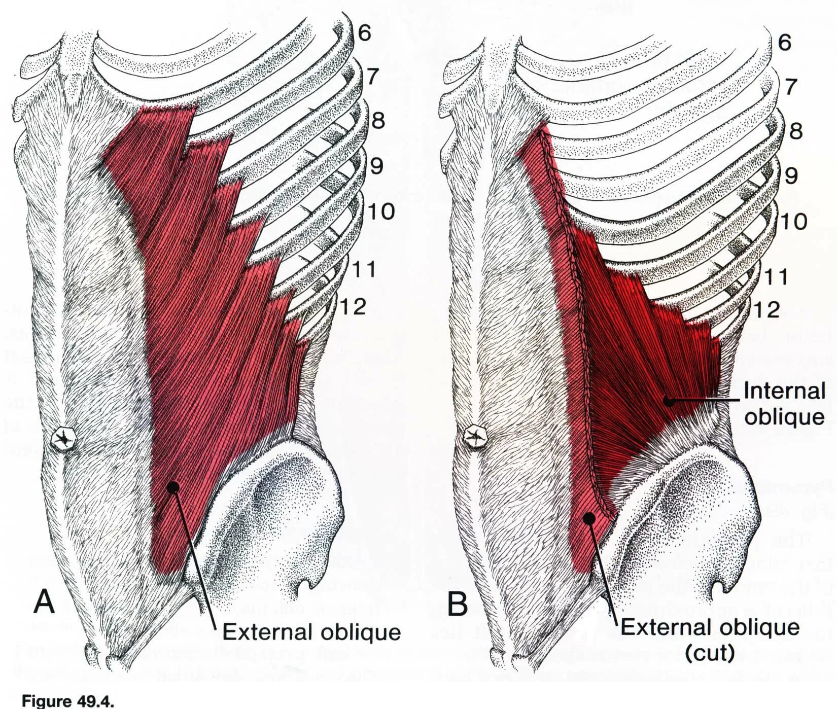 Прямая мышца находится. Иннервация наружной косой мышцы живота. obliquus externus abdominis мышца. косые мышцы живота анатомия и функции. наружная косая мышца живота прикрепление.
