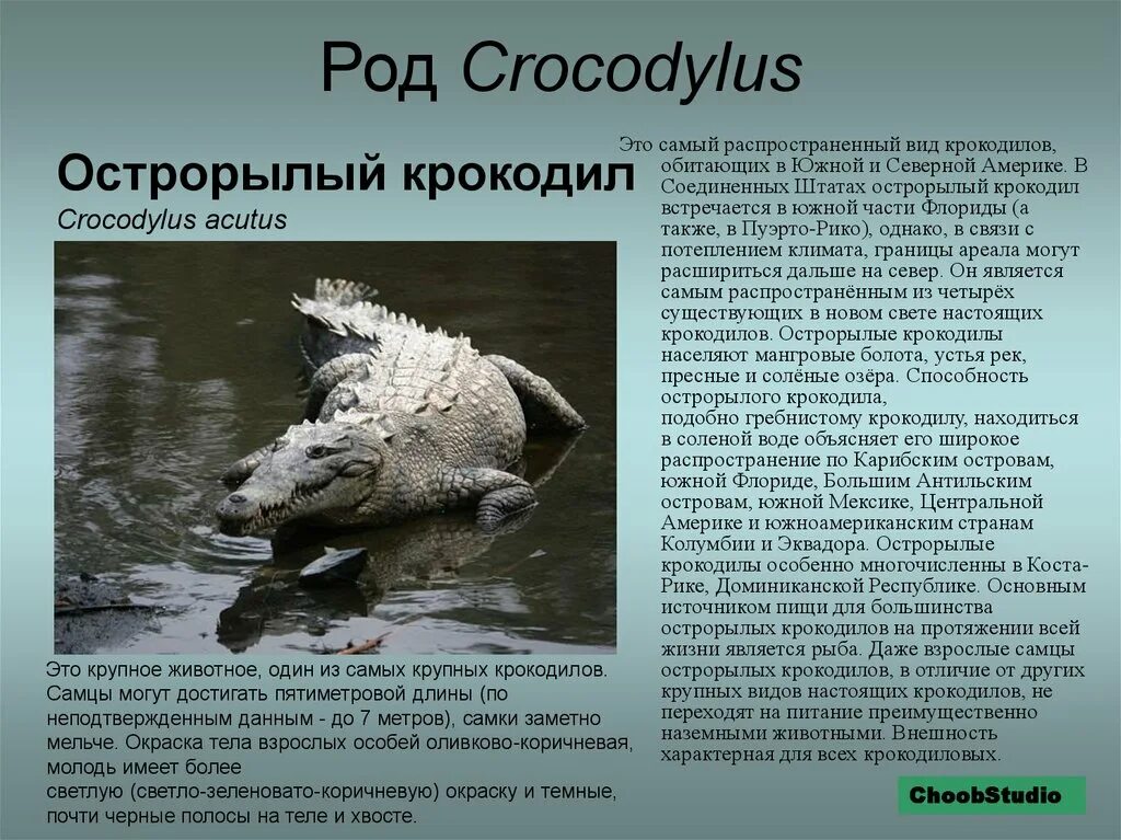 Острорылый крокодил. Характеристика отряда крокодилы. Крокодилы род виды. Самый распространенный вид крокодилов.