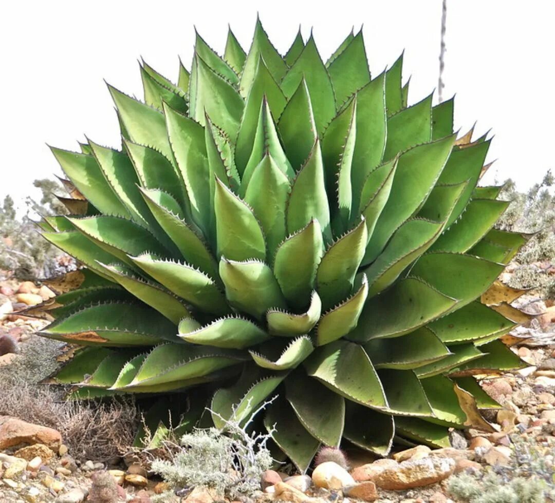 Агава растение. Цветок Мексиканская Агава. Кактус Агава. Агава (Agave). Агава особенности растения