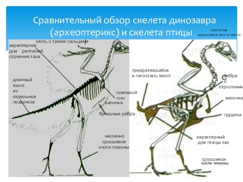 Археоптерикс строение скелета. Археоптерикс и Эволюция. Скелет археоптерикса и птицы. Археоптерикс внутренне строение. Укажите главные черты отличия птиц от пресмыкающихся