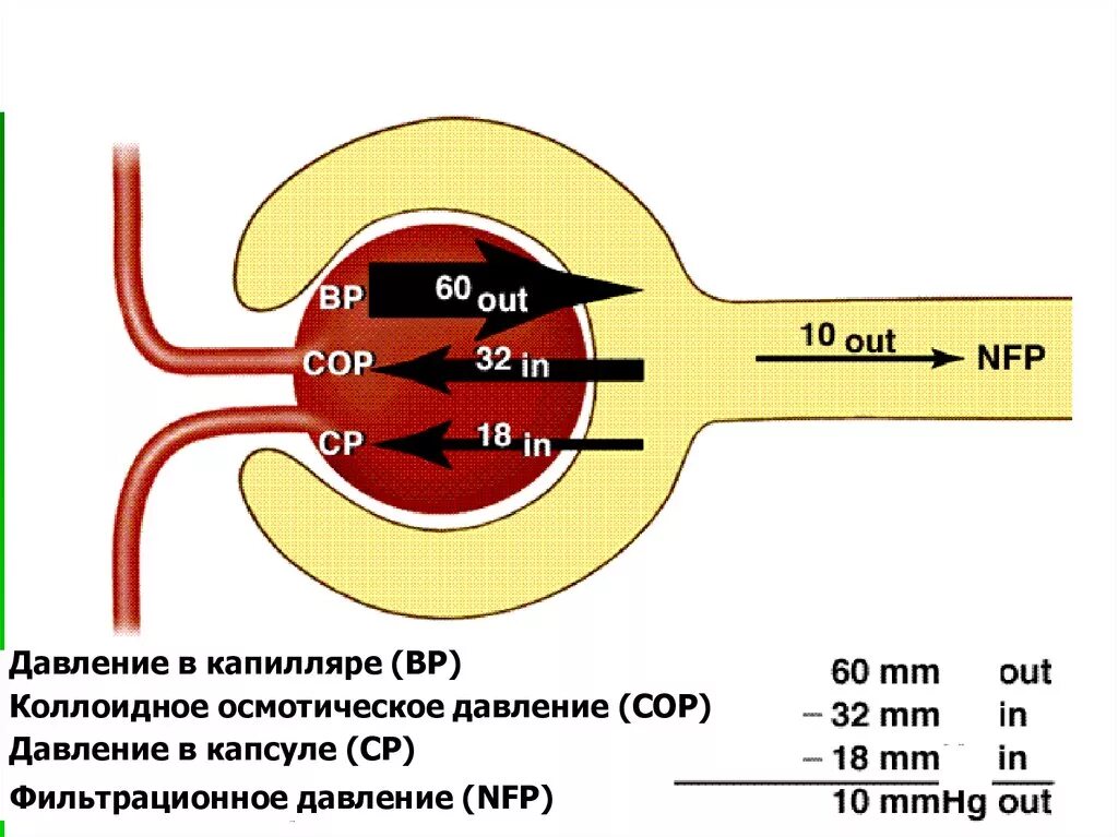 Высокое давление в капиллярном клубочке. Фильтрационное давление схема. Давление в капиллярах клубочка. Фильтрационное давление в нефроне. Фильтрационное давление в капиллярах.