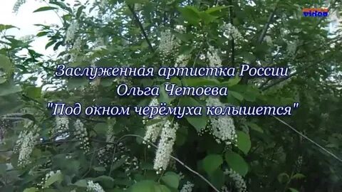 Песня вот цветет черемуха а рядом