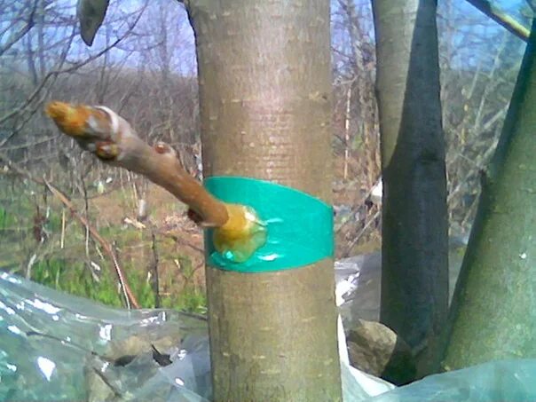 Прививка груши на яблоню весной. Прививка яблони весной в расщеп в ствол. Окулировка яблони весной. Прививка яблони весной дрелью. Привой яблони в ствол.