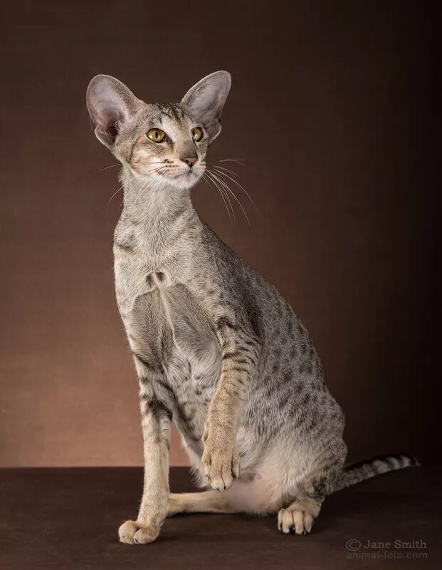 Cat cleopatra