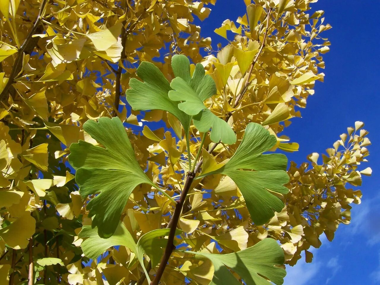 Гинкго билоба дерево. Гинкго двулопастный дерево. Гинкго билоба (Ginkgo Biloba). Гинкго двулопастный цветение.