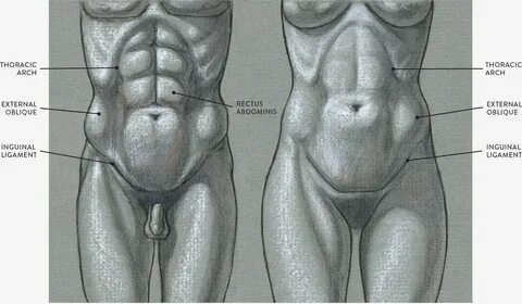 Muscles of the Neck and Torso 