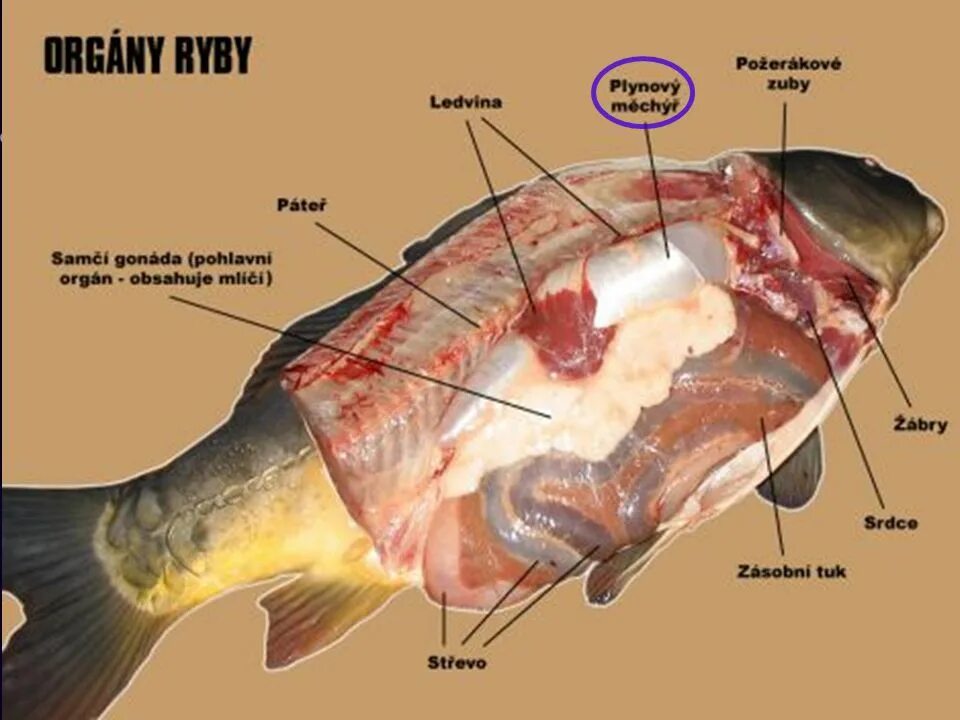 Почему горчит треска. Карась строение внутренних органов. Рыба в разрезе.
