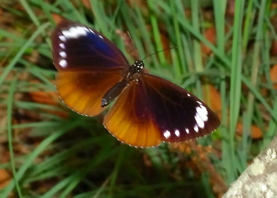 Fetching butterflies pixwox