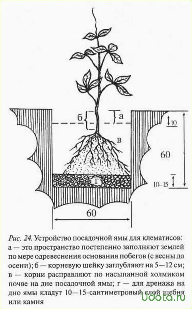 Клематис какая почва. Посадка клематисов. Схема посадки клематиса в открытый грунт. Клематис посадка. Клематис корень для посадки.