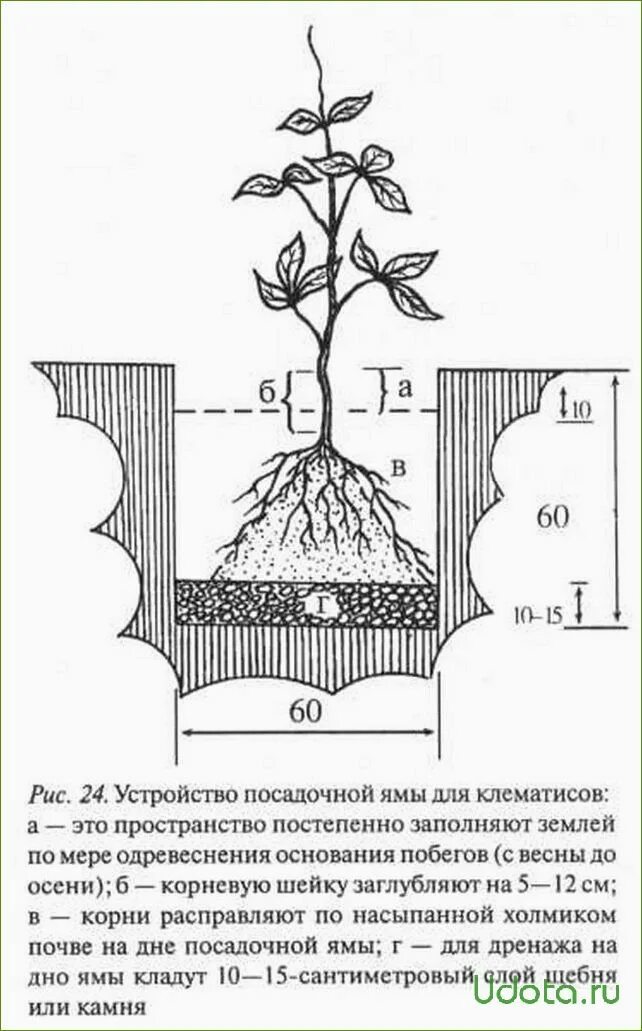 Посадка клематисов. Схема посадки клематиса в открытый грунт. Клематис посадка. Клематис корень для посадки. Пересадка клематиса весной на другое место