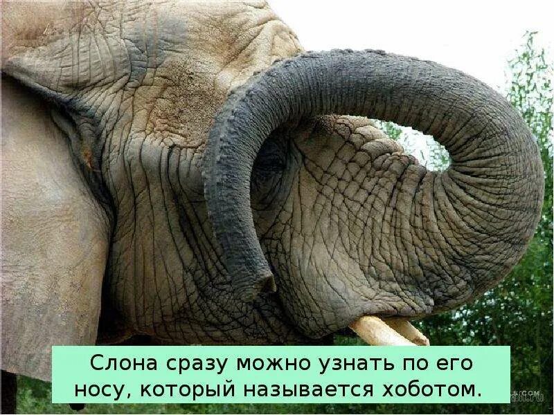 Хобот слона строение. Хобот слона. строение хобота слона. слоновий хобот пальма. слон дышит хоботом.