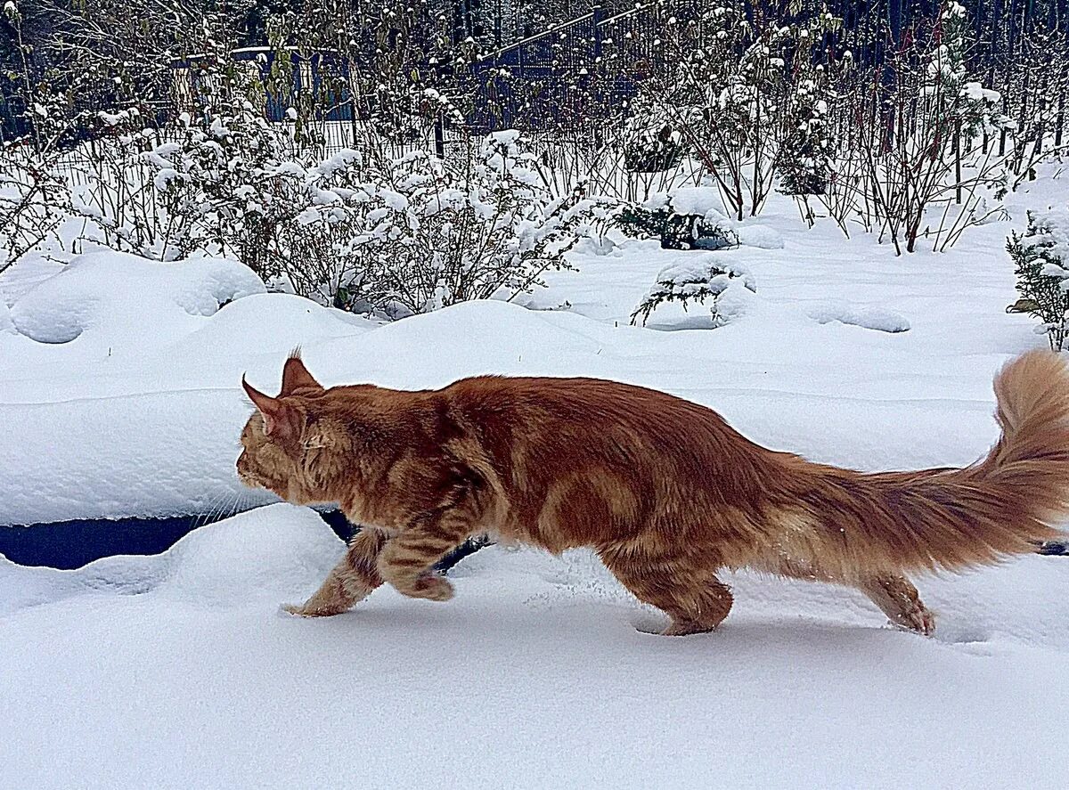 Кота ушел зимой. Коты хвост зима. кошачья тропка. кот зимой поднял лапу. фото драки котов зимой.